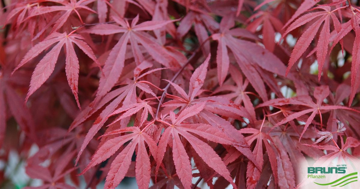 Acer palmatum 'Atropurpureum' von Bruns Pflanzen