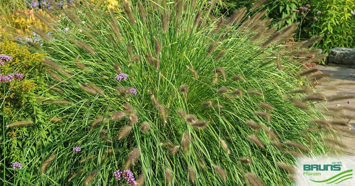 Pennisetum alopecuroides von Bruns Pflanzen