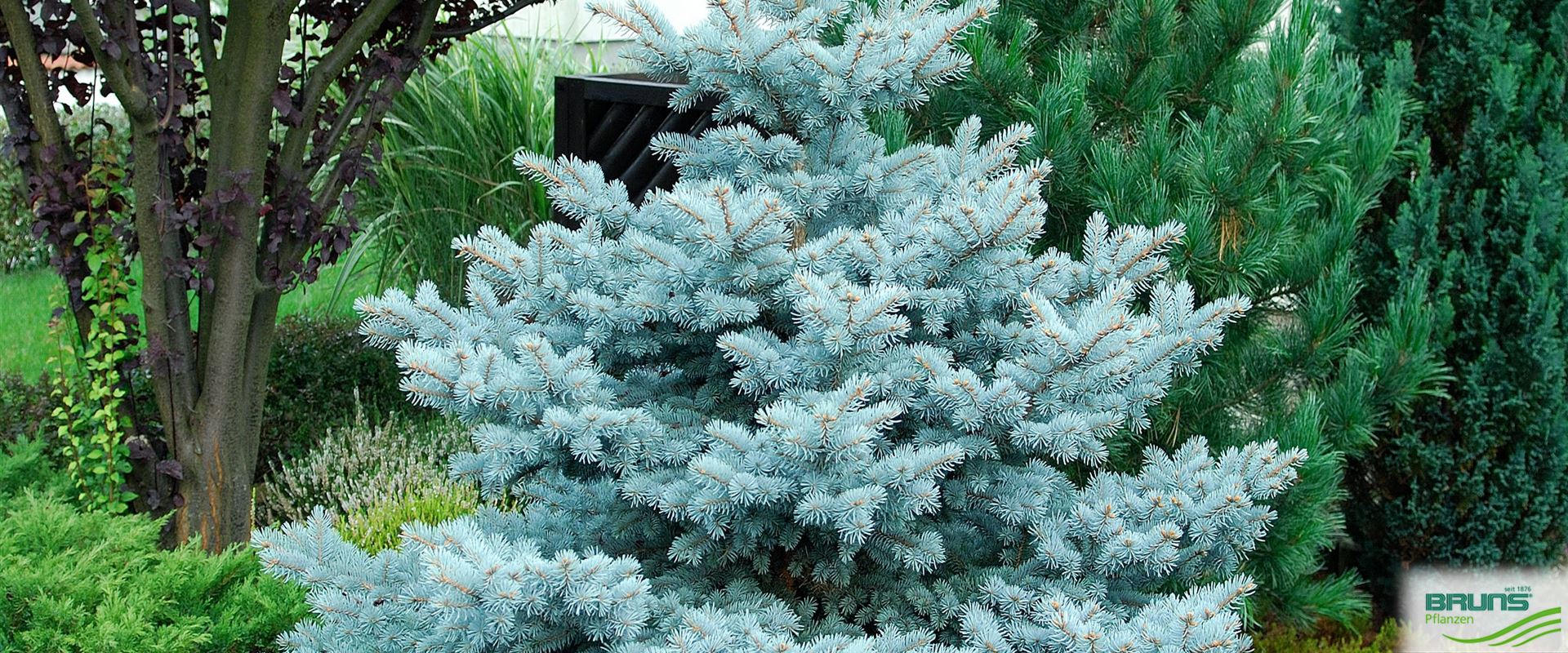 Picea pungens 'Koster' von Bruns Pflanzen