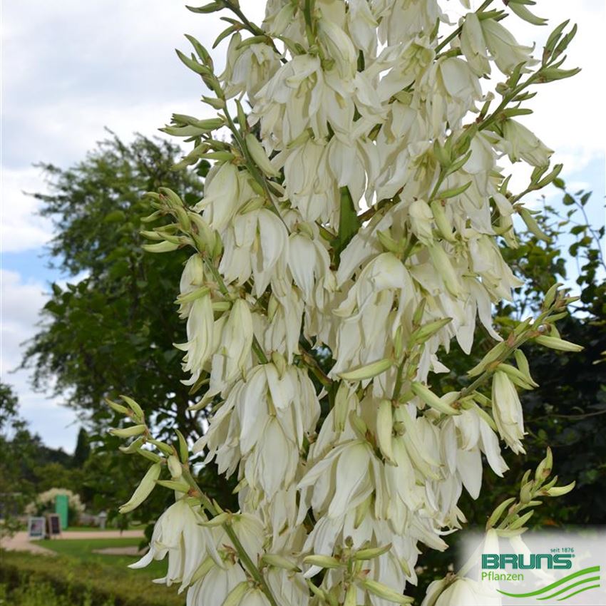 Yucca filamentosa von Bruns Pflanzen