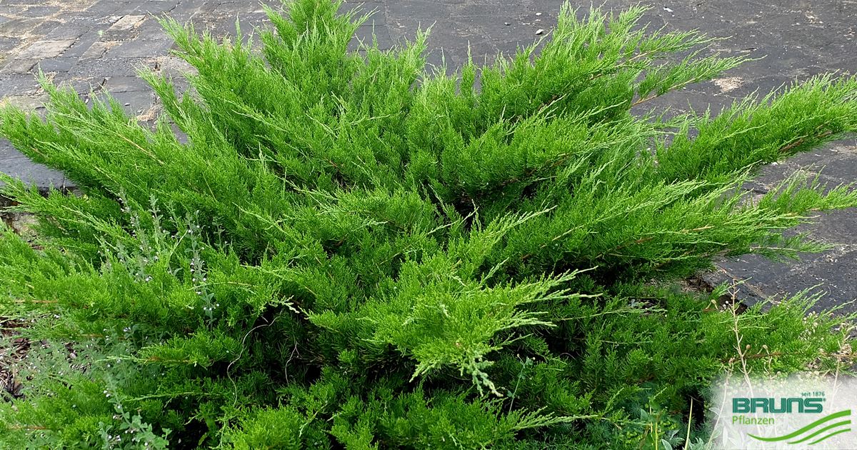 Juniperus media 'Mint Julep' von Bruns Pflanzen