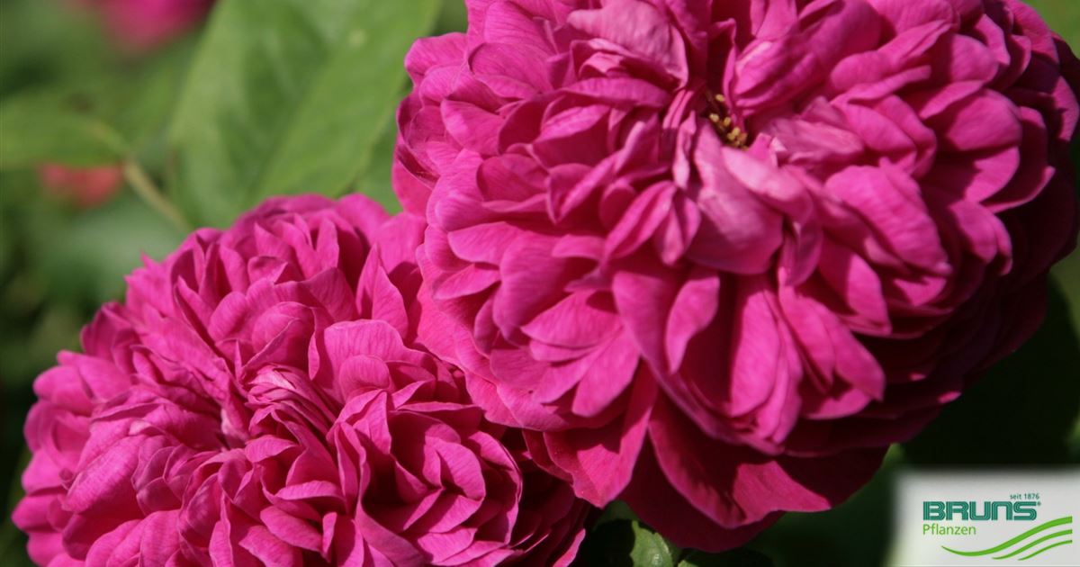 Strauchrose 'Rose de Resht' von Bruns Pflanzen