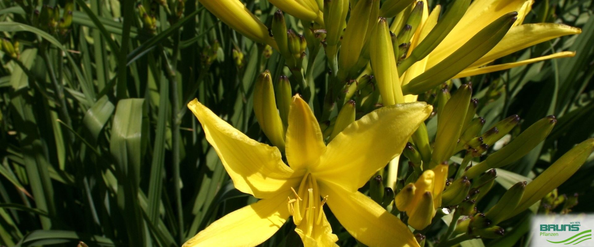 Hemerocallis citrina, Zitronengelbe Taglilie von Bruns Pflanzen