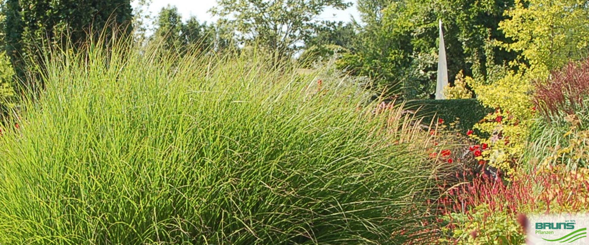 Miscanthus sinensis 'Gracillimus' von Bruns Pflanzen