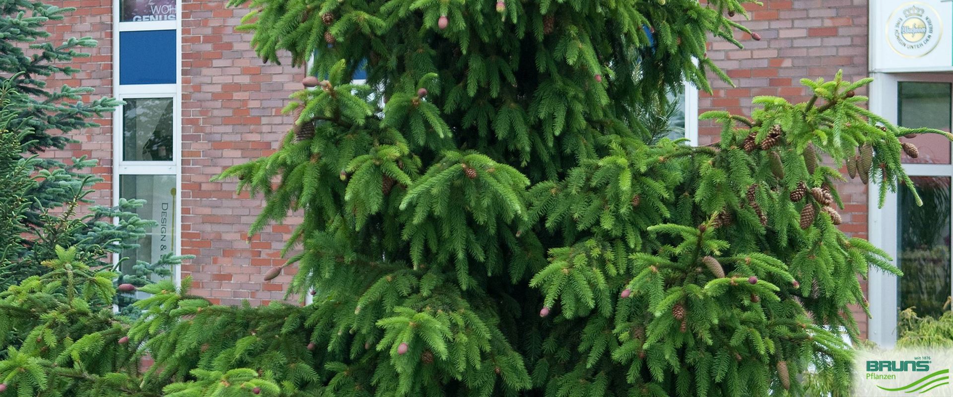 Picea abies 'Acrocona', ZapfenFichte von Bruns Pflanzen