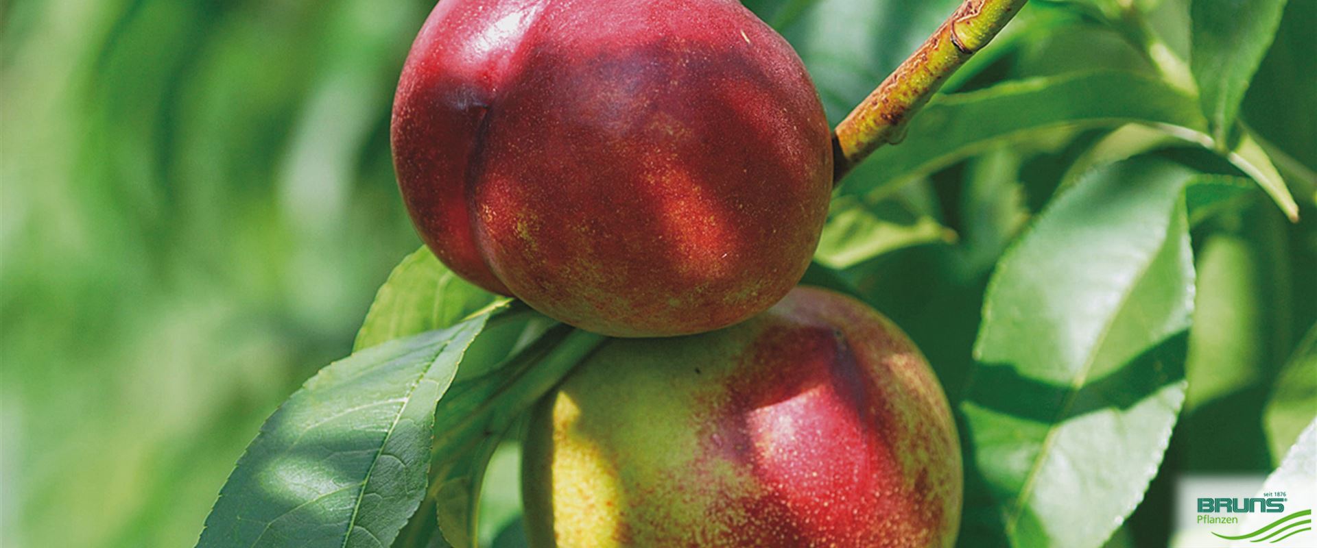 Prunus nucipersica 'Nektarose' von Bruns Pflanzen