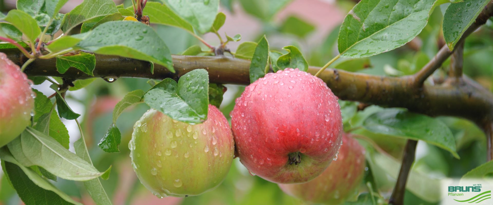 Malus domestica 'Gravensteiner' von Bruns Pflanzen