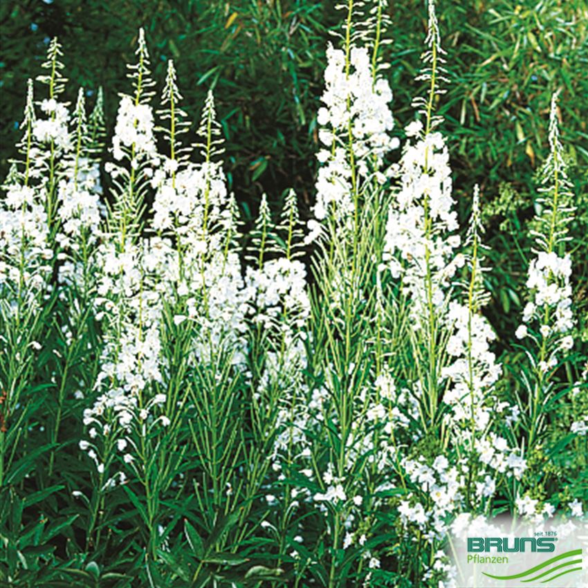 Epilobium angustifolium 'Album' von Bruns Pflanzen