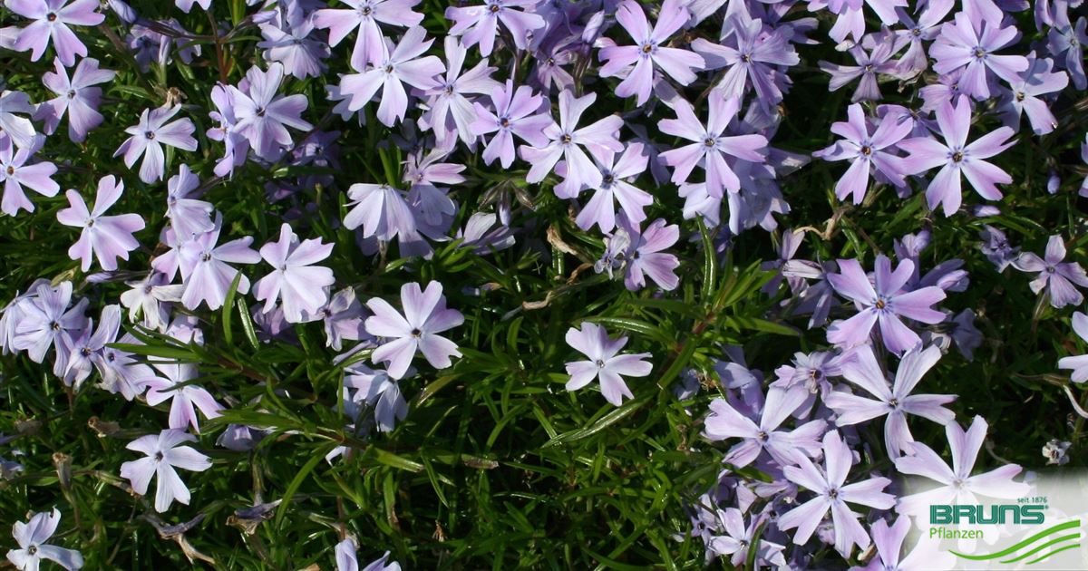 Phlox subulata 'Emerald Cushion Blue', carpet phlox von Bruns Pflanzen