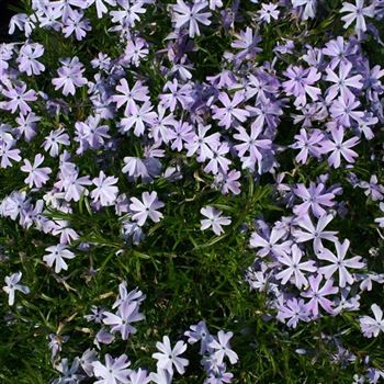 Phlox subulata 'Emerald Cushion Blue', carpet phlox von Bruns Pflanzen