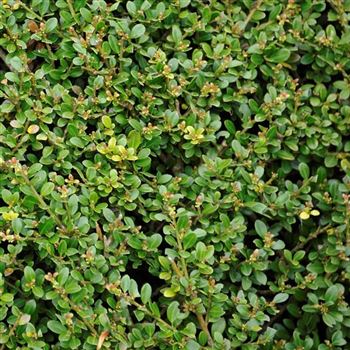 Ilex crenata 'Stokes' von Bruns Pflanzen