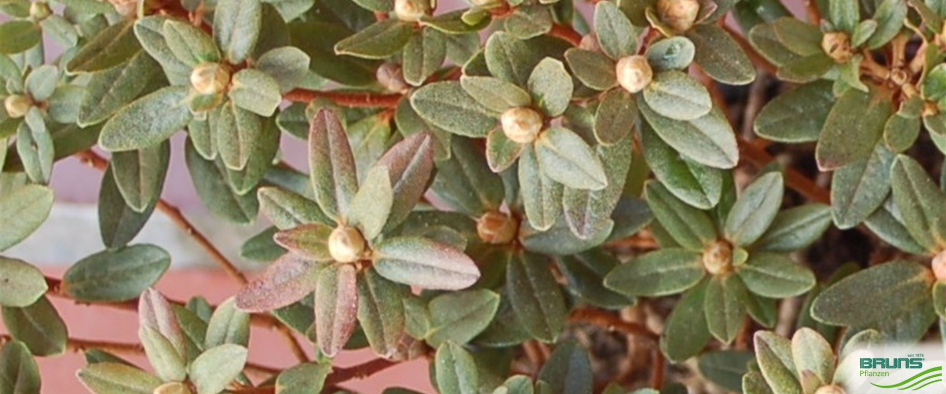 Rhododendron impeditum 'Moerheimii' von Bruns Pflanzen