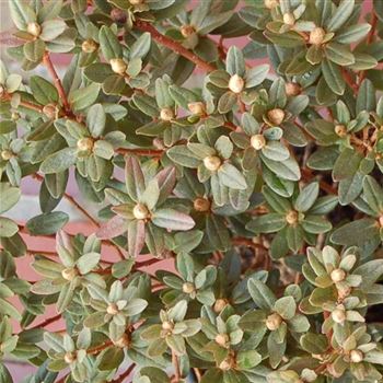 Rhododendron impeditum 'Moerheimii' von Bruns Pflanzen