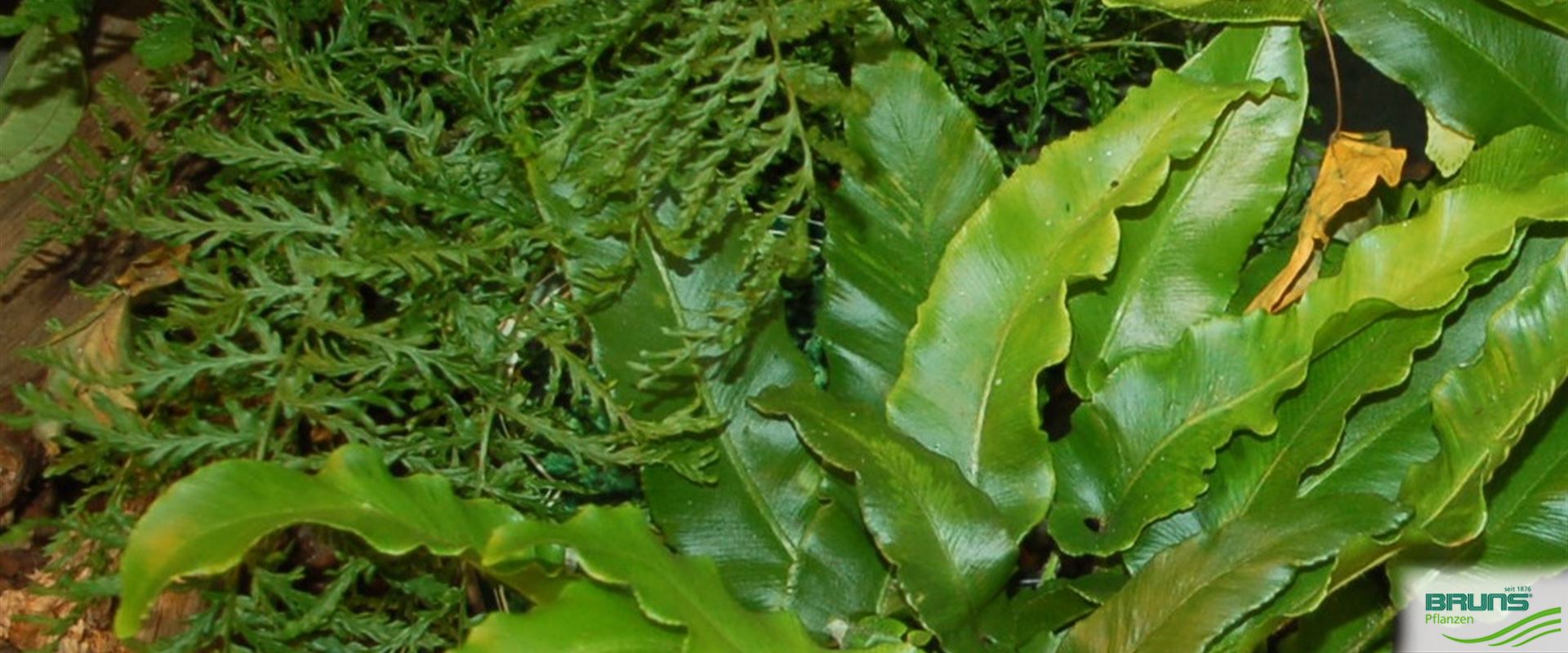 Asplenium scolopendrium von Bruns Pflanzen