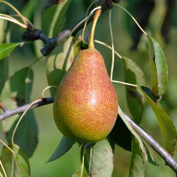 Pyrus communis 'Gute Luise' von Bruns Pflanzen