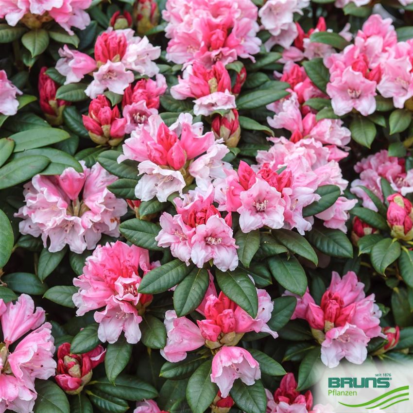 Rhododendron yakush. 'Fruehlingsanfang' von Bruns Pflanzen