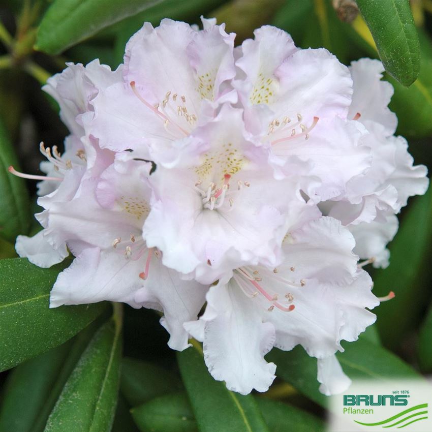 Ball-Rhododendron Schneekrone 