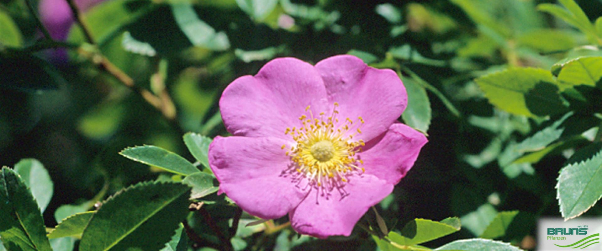 Rosa virginiana, rosier de Virginie von Bruns Pflanzen