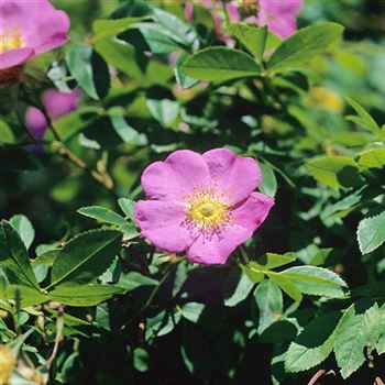 Rosa virginiana, Virginia rose von Bruns Pflanzen