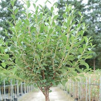 Prunus_fruticosa_Globosa_GR_R1.JPG