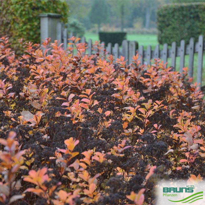 Spiraea betulifolia 'Tor' von Bruns Pflanzen