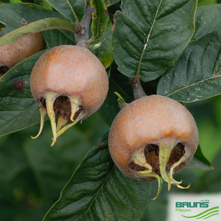 Mespilus germanica, Mispel von Bruns Pflanzen