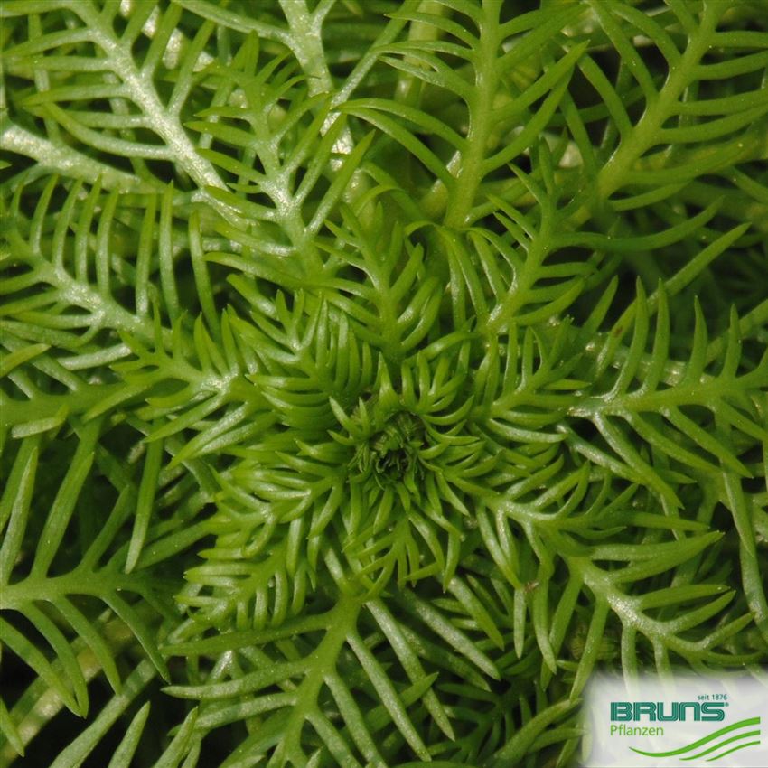 Hottonia palustris von Bruns Pflanzen