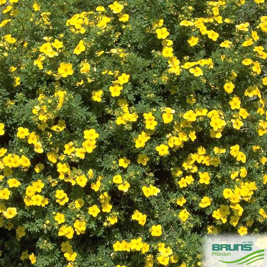Potentilla fruticosa, Fünffingerstrauch von Bruns Pflanzen