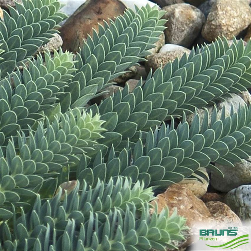 Euphorbia myrsinites, WalzenWolfsmilch. von Bruns Pflanzen