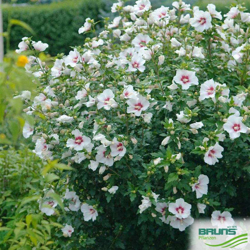 Hibiscus Syriacus Red Heart Von Bruns Pflanzen