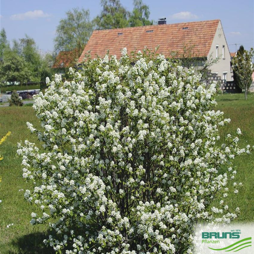 Amelanchier ovalis, Gewöhnliche Felsenbirne von Bruns Pflanzen