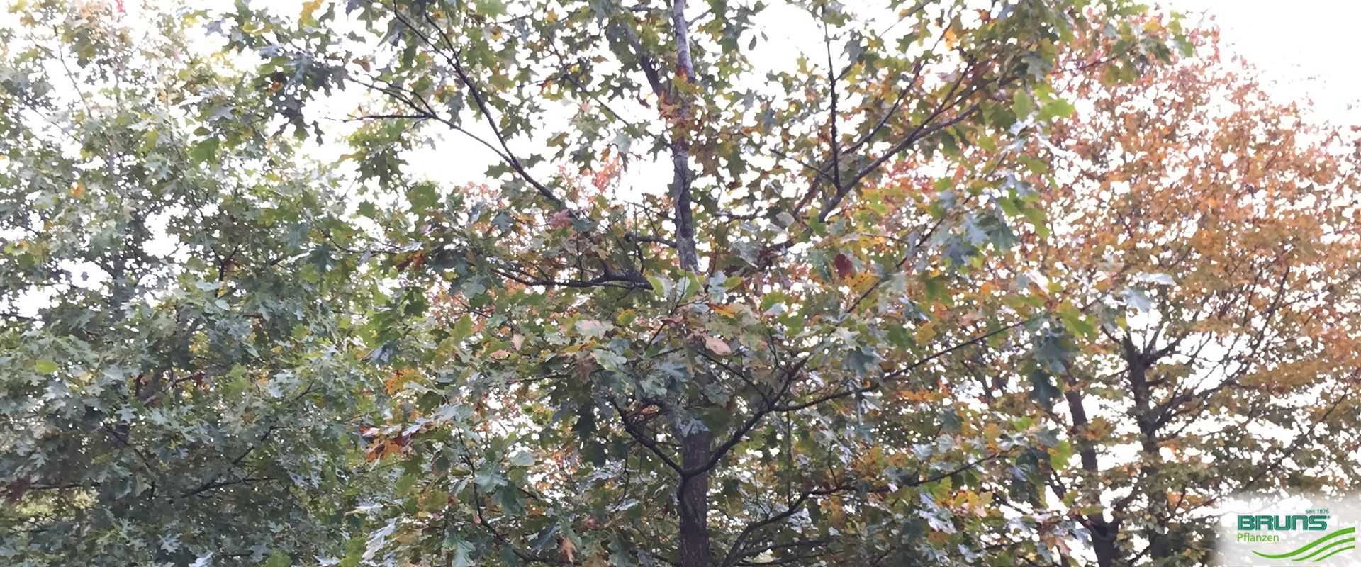 Klettenfrüchtige Eiche Quercus Macrocarpa - Bur-Eiche 15-20cm | Seltene Baumrarität
