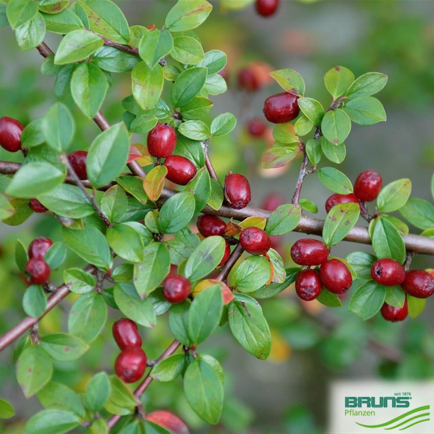 cotoneaster-divaricatus-spreading-cotoneaster-von-bruns-pflanzen