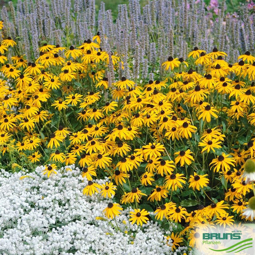 Rudbeckia Fulgida Var Sullivantii Goldsturm Von Bruns Pflanzen Rudbeckia Fulgida Var Sullivantii Goldsturm Von Bruns Pflanzen
