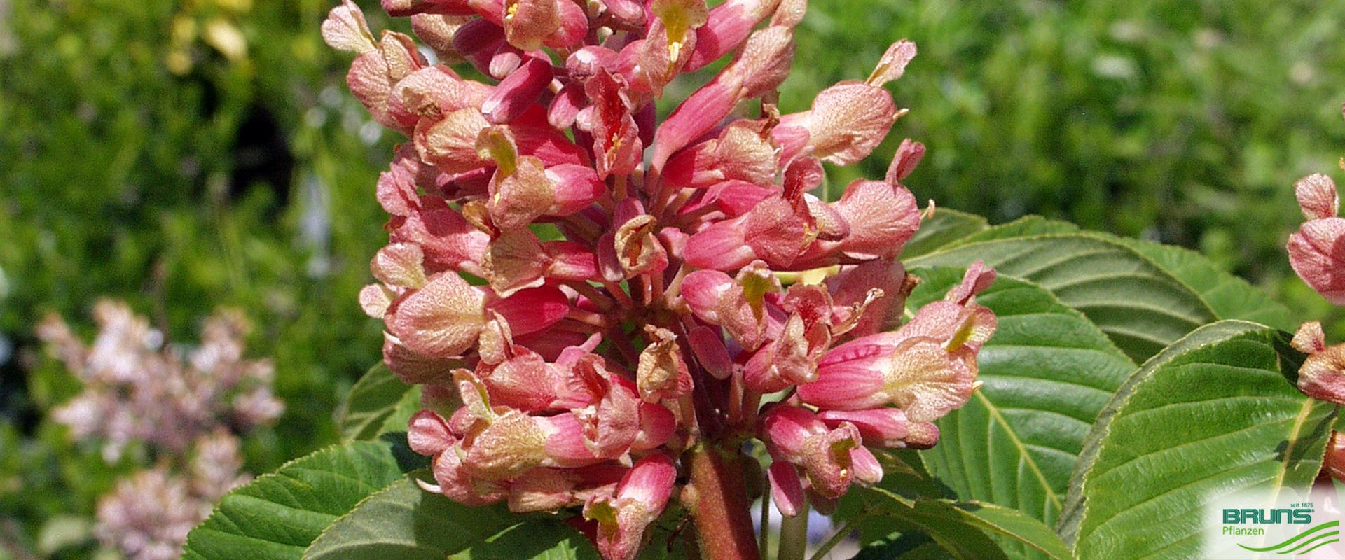 Aesculus pavia 'Atrosanguinea', Dunkelrote Pavie