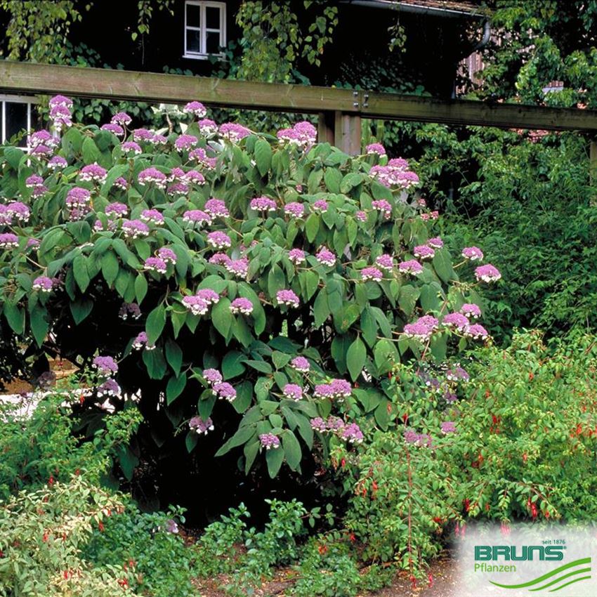 Image of Hydrangea aspera macrophylla garden setting