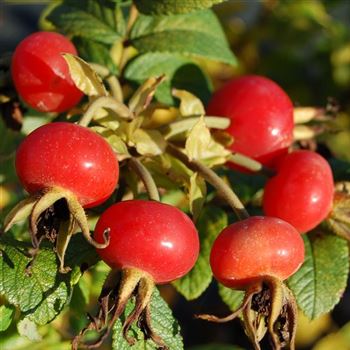 Rosa rugosa 'Rosa Zwerg' von Bruns Pflanzen