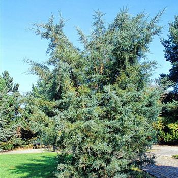 Juniperus_virginiana_Glauca_2000_3290.jpg