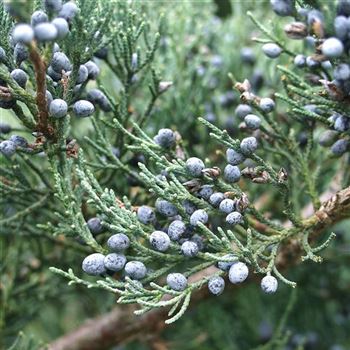 Juniperus_virginiana_Glauca_2005_5341_q.jpg