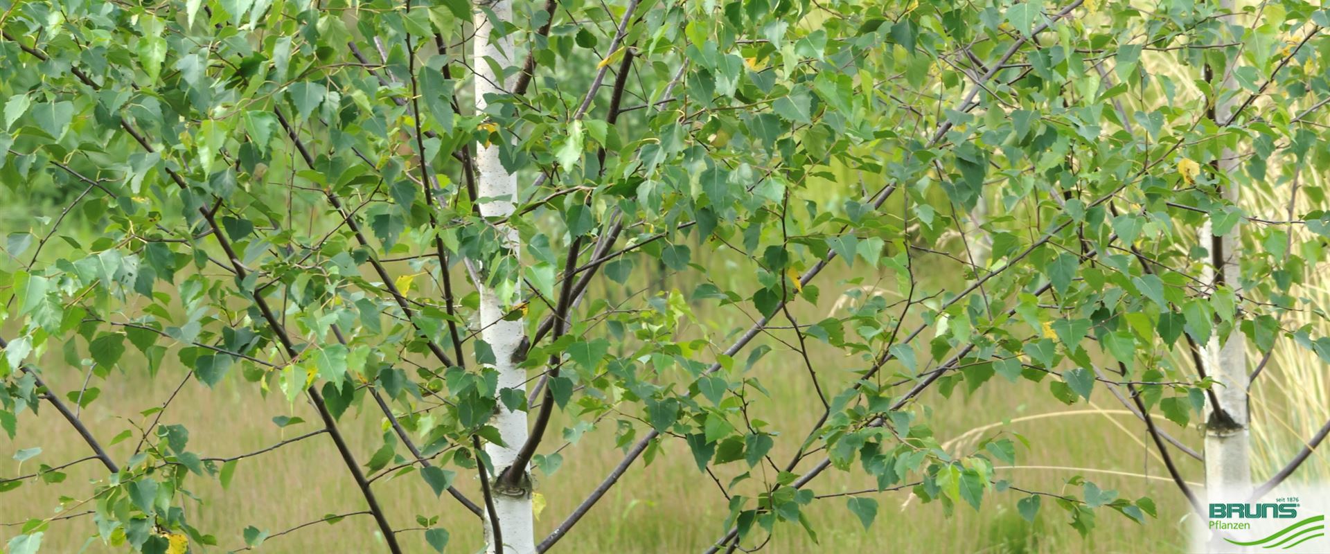 Betula platyphylla var. japonica, Japanische WeißBirke von Bruns Pflanzen