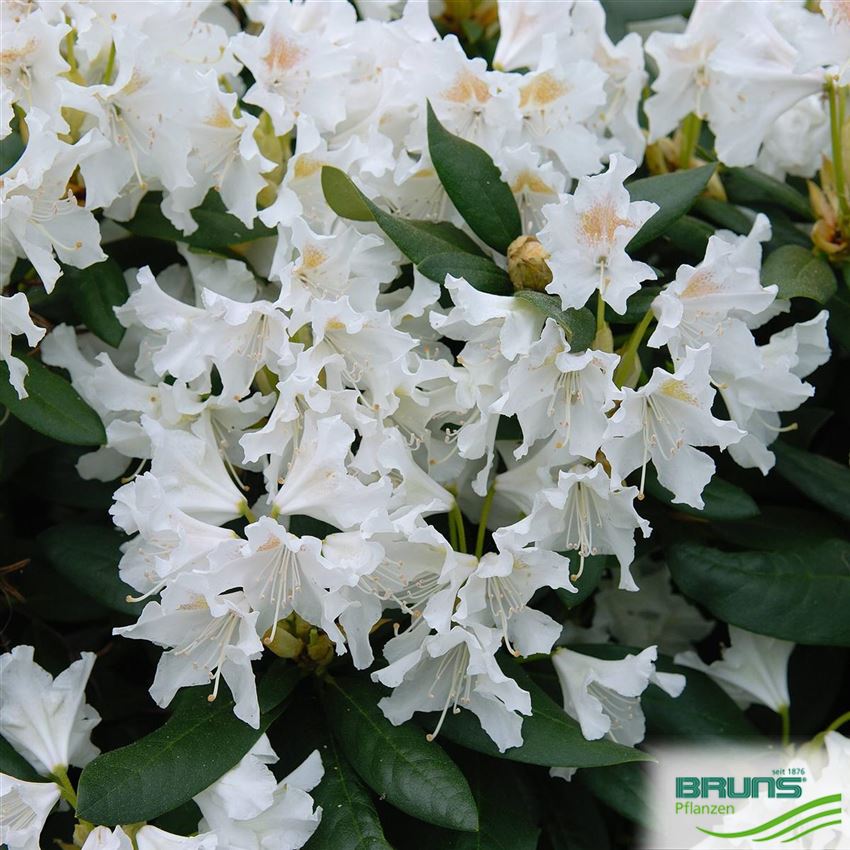 Rhododendron 'Cunningham's White' von Bruns Pflanzen