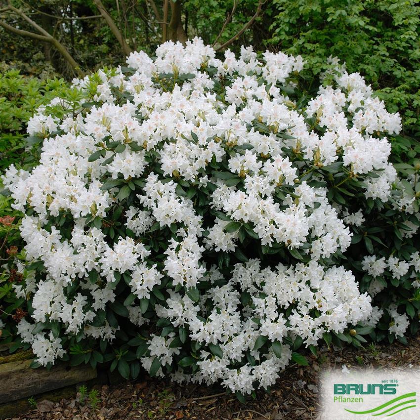 Witte Rhodondendron Rhododendron 'Cunningham's White' von Bruns Pflanzen