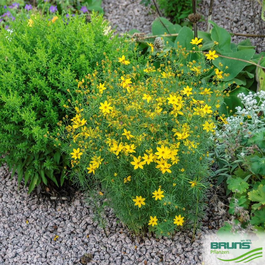 Coreopsis verticillata 'Grandiflora', Nadelblättriges Mädchenauge von