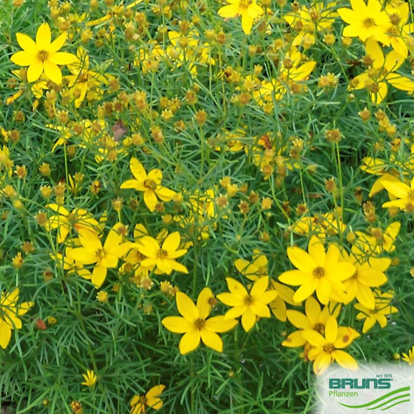 Coreopsis verticillata 'Grandiflora', Nadelblättriges Mädchenauge von