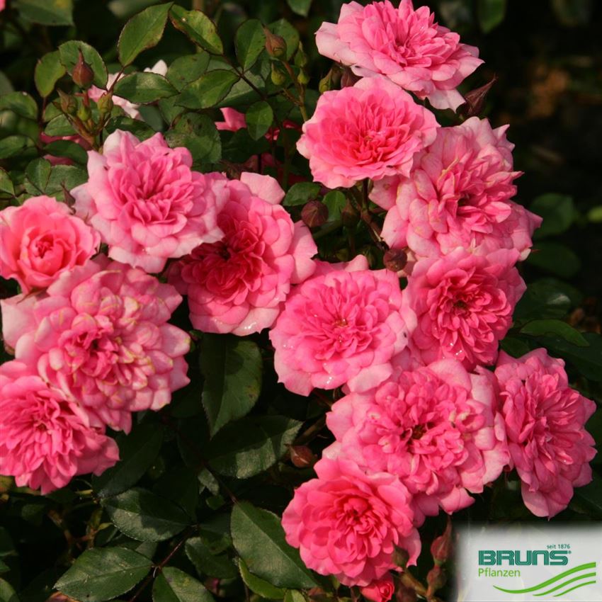 Zwergrose 'Rosmarin 89' (R) von Bruns Pflanzen Zwergrose 'Rosmarin 89' (R) von Bruns Pflanzen