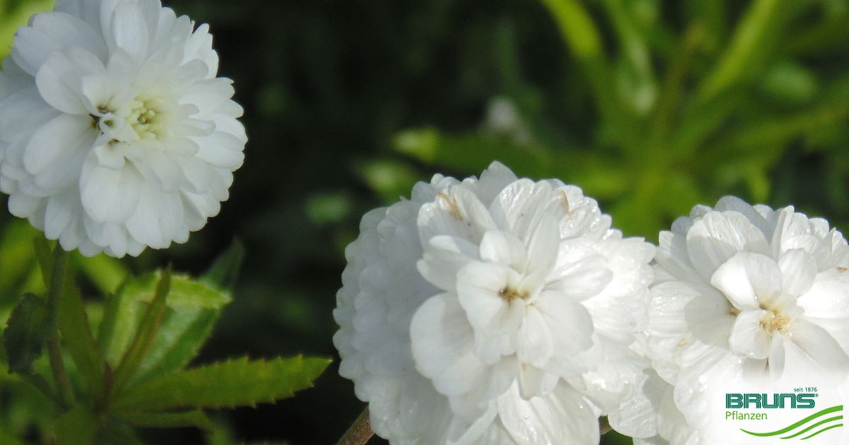 Achillea ptarmica 'The Pearl', Sneezewort von Bruns Pflanzen