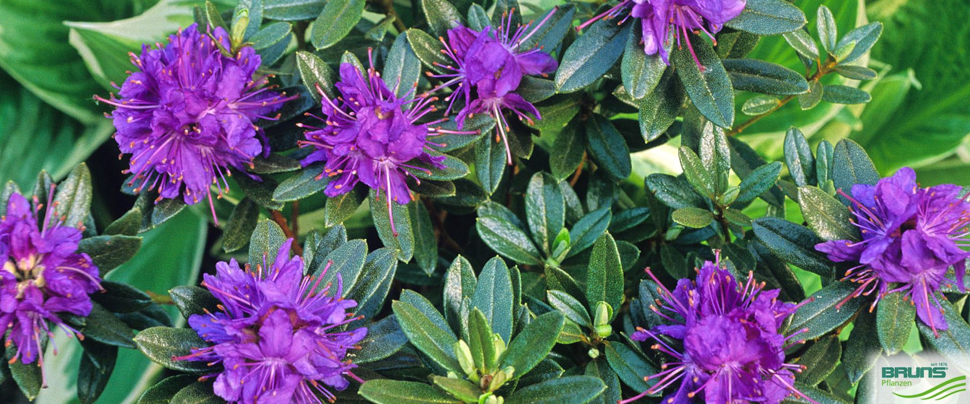 Rhododendron impeditum 'Azurika' von Bruns Pflanzen