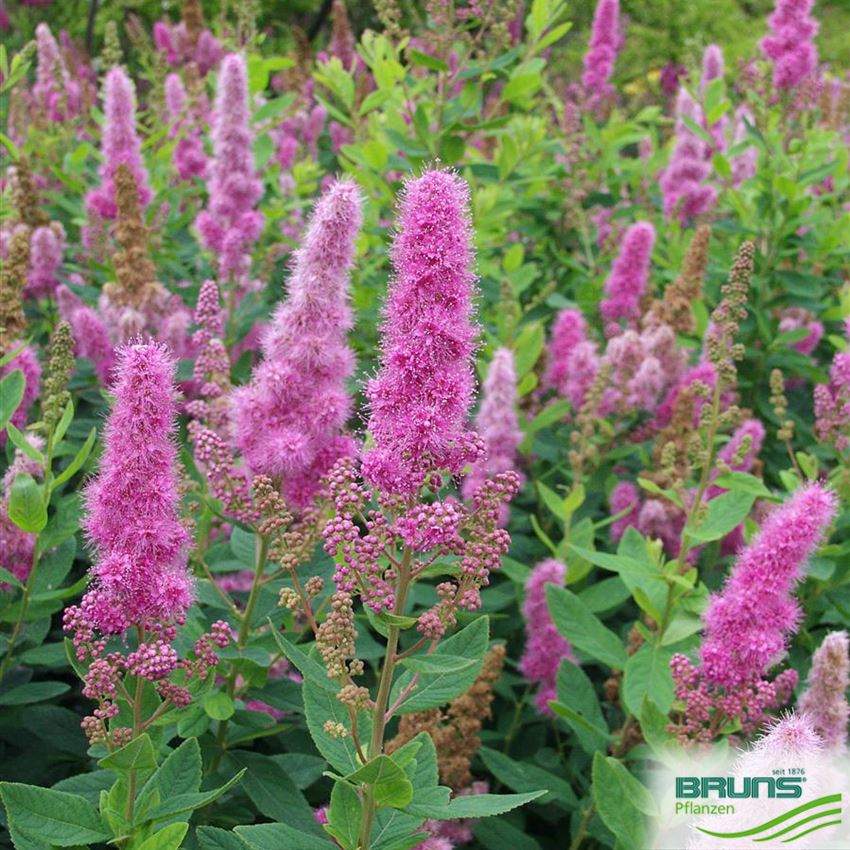 Spiraea Billardii Triumphans Von Bruns Pflanzen