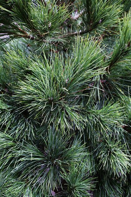 verschiedene Ausführungen Formgehölz Gartenbonsai Rumelische Kiefer Balkankiefer- Pinus peuce 80-100cm - Topf Ø 34cm - MULTIPLATEAU 
