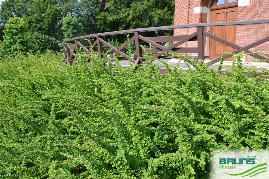 Berberis Thunbergii Green Carpet Von Bruns Pflanzen